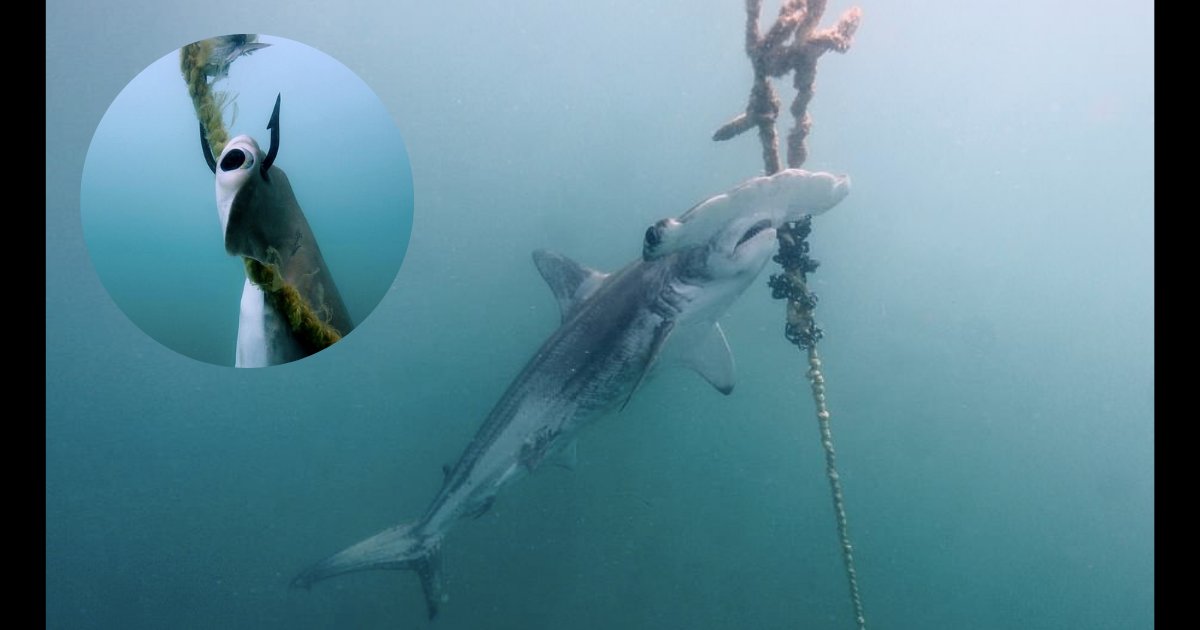 yogesh6.png?resize=1200,630 - Ces images montrent la vérité sur le fait d'empaler les requins dangereux pour protéger les touristes