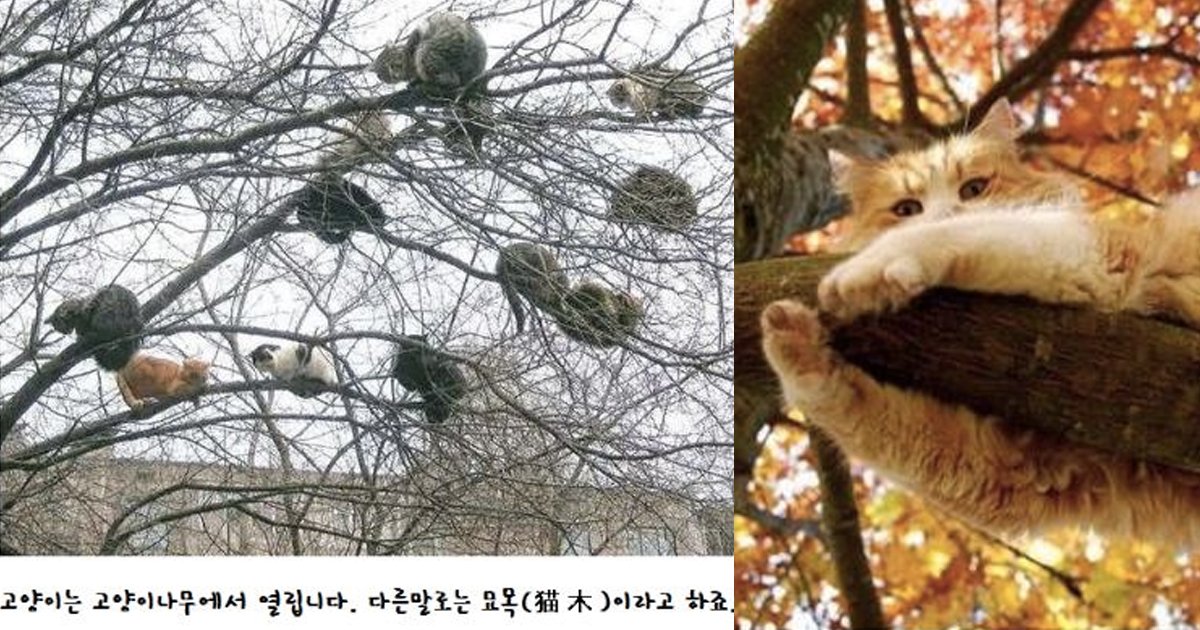 1 110.jpg?resize=412,232 - 고양이가 생기는 과정