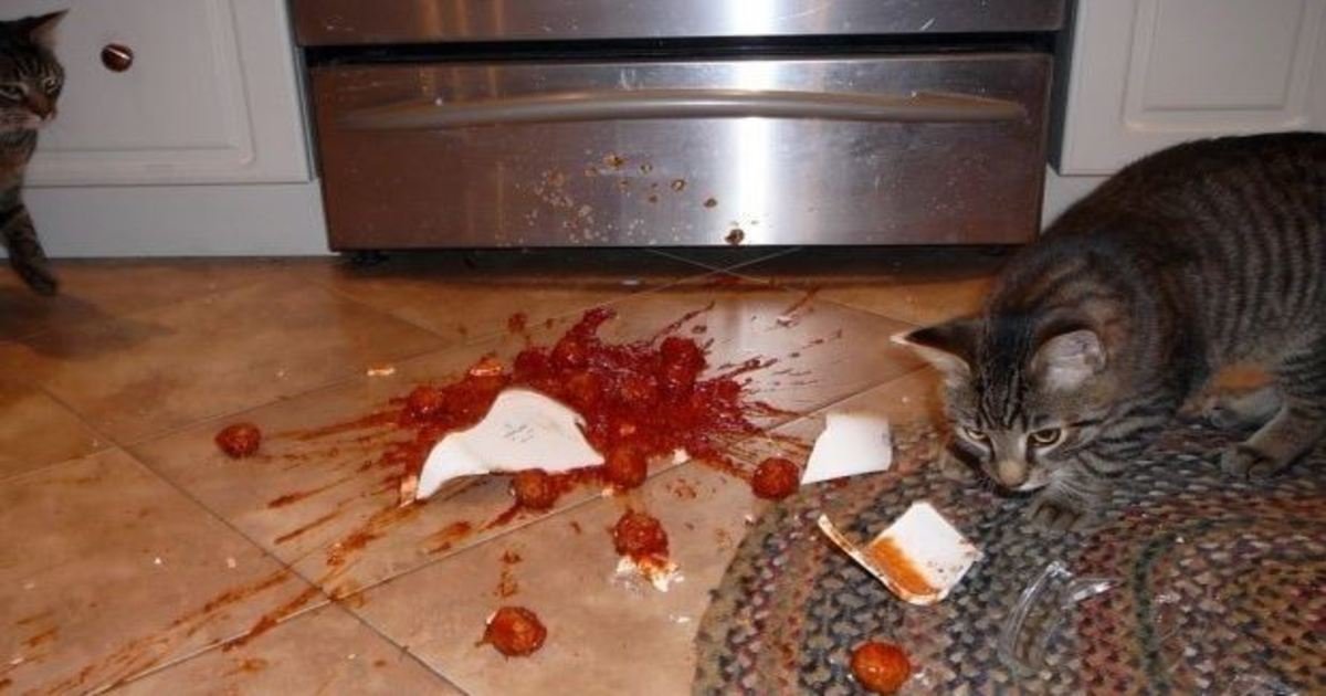 1 175.jpg?resize=412,232 - 50 Hilarious Photos Of Pets Who Destroyed Your Stuff… #15 Is Just Too Funny.