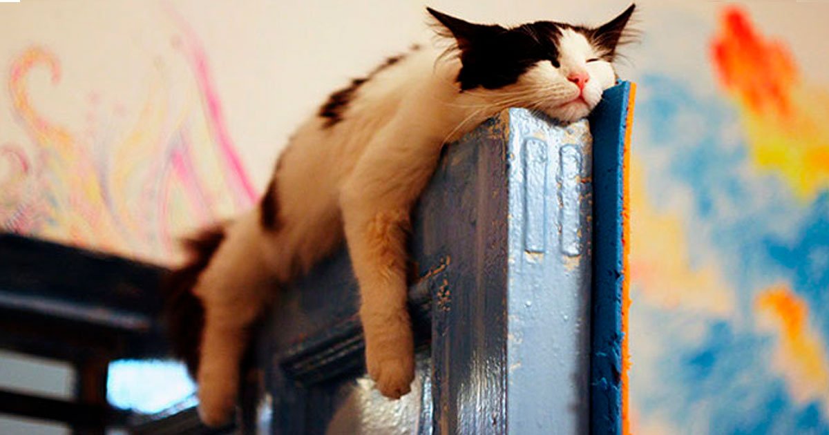 1 195.jpg?resize=412,232 - 20 Fotos divertidas que demuestran que los animales pueden quedarse dormidos literalmente donde sea