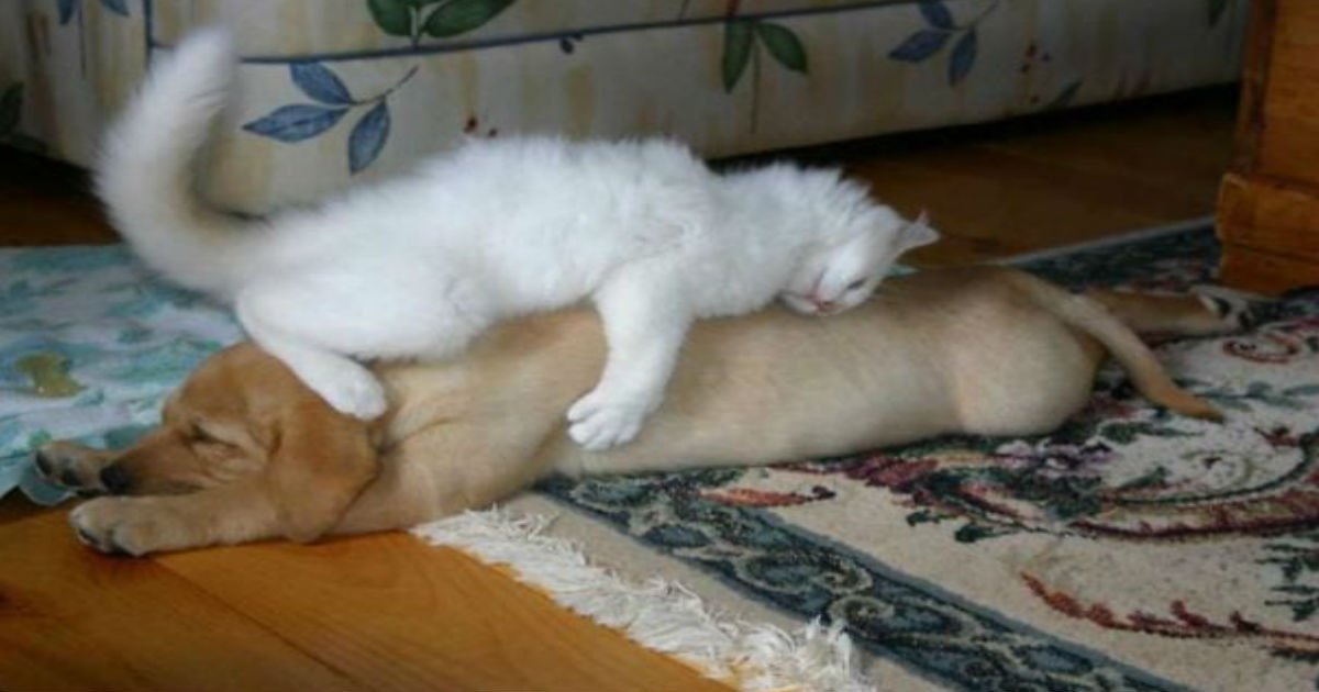 1 312.jpg?resize=1200,630 - Plus de 35 chats hilarants (et adorables) dormant sur des chiens.