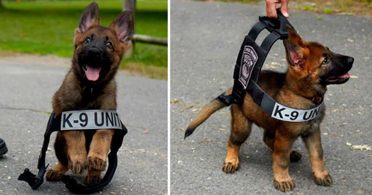 30 Photos De Chiots Prisent Lors De Leur Premier Jour De Travail Small Joys