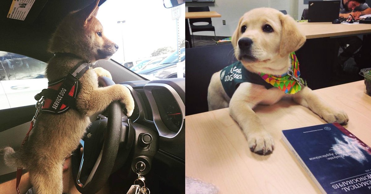 1 36.jpg?resize=412,275 - 30+ Puppies On Their First Days Of Work That Will Make Your Day