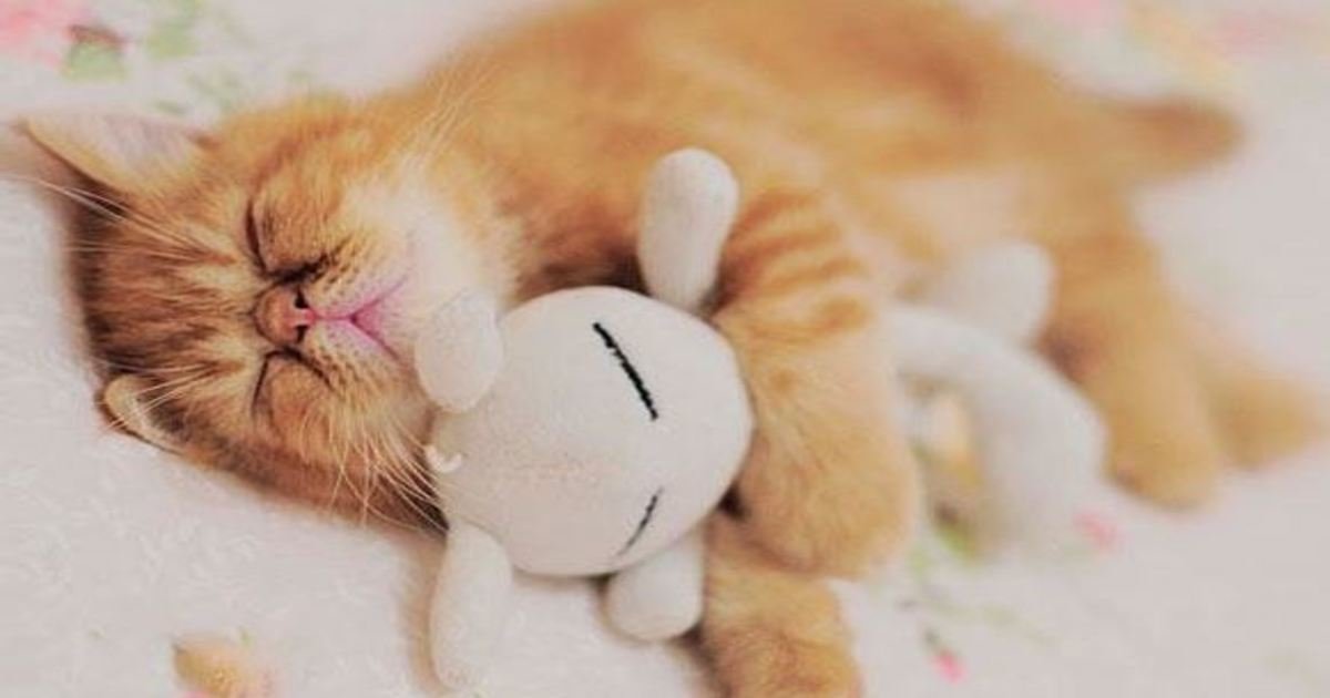 10 66.jpg?resize=412,275 - 25+ Animals With Their Favorite Stuffed Animal. Cuteness Overload!