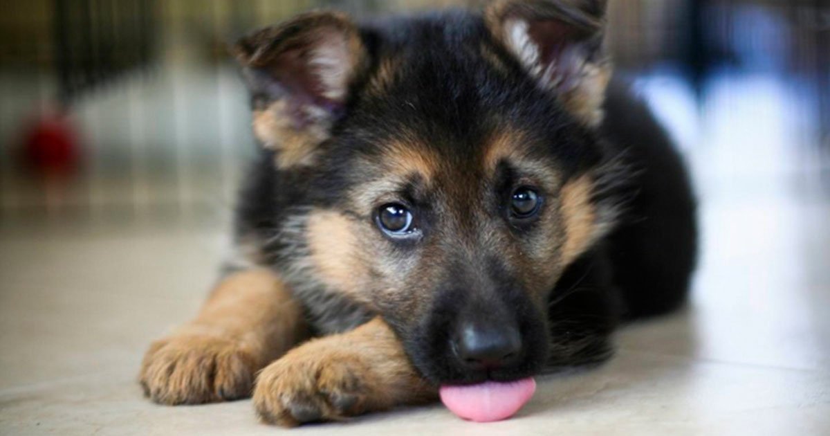 10 pictures of german shepherds that will make you to have one right now.jpg?resize=412,232 - 10 images de bergers allemands qui vous donneront envie d'en adopter un!