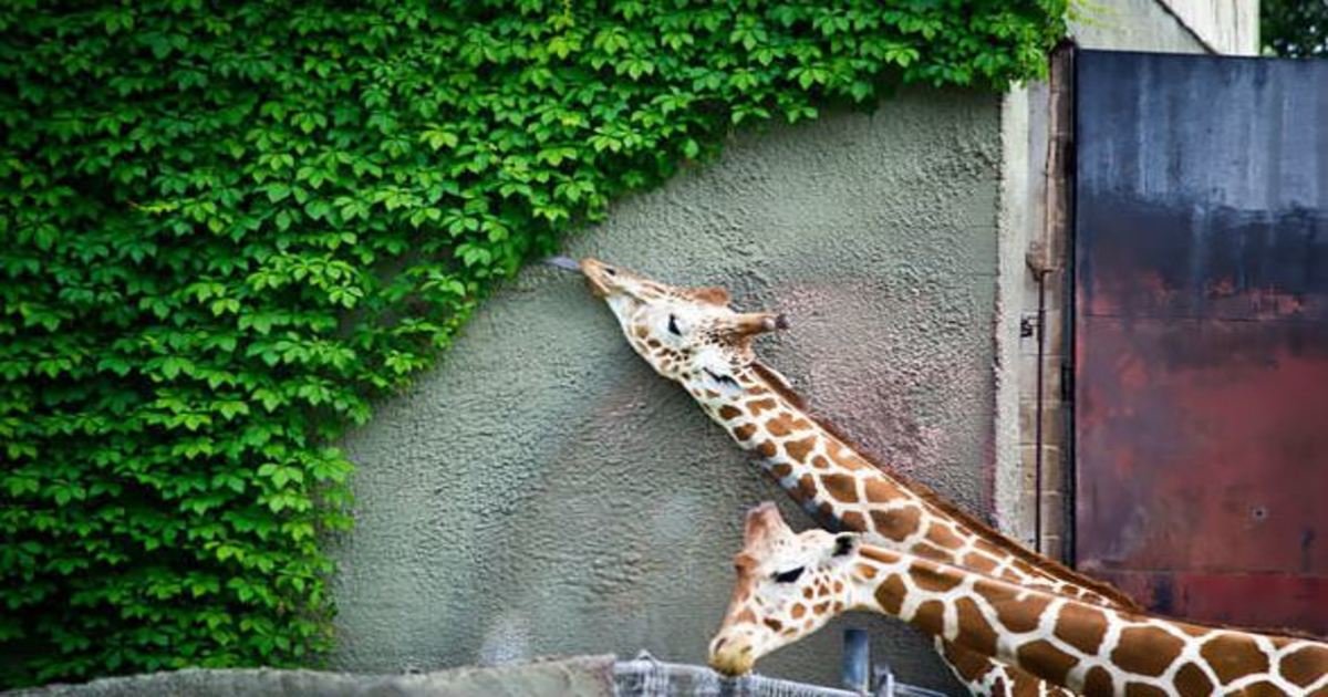 11 48.jpg?resize=412,232 - 25 Adorable Animals Eating Food Like You Do On A Cheat Day.