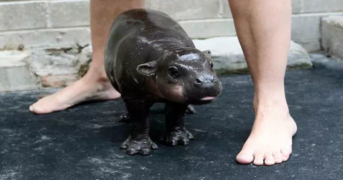 14 66.jpg?resize=1200,630 - 18 Photos That Prove Baby Hippos Are the Cutest Creatures in the Animal Kingdom