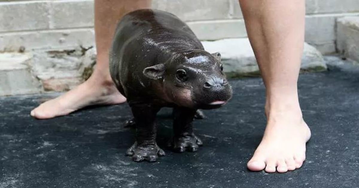 14 66.jpg?resize=412,232 - 18 Photos That Prove Baby Hippos Are the Cutest Creatures in the Animal Kingdom