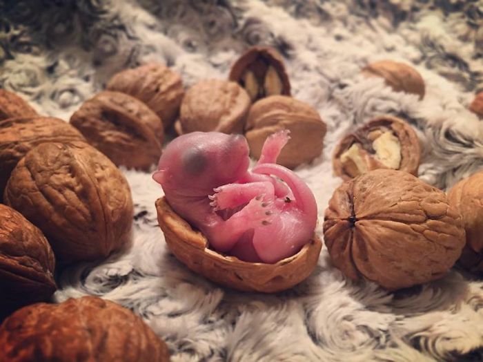 homme grandissant un bébé écureuil