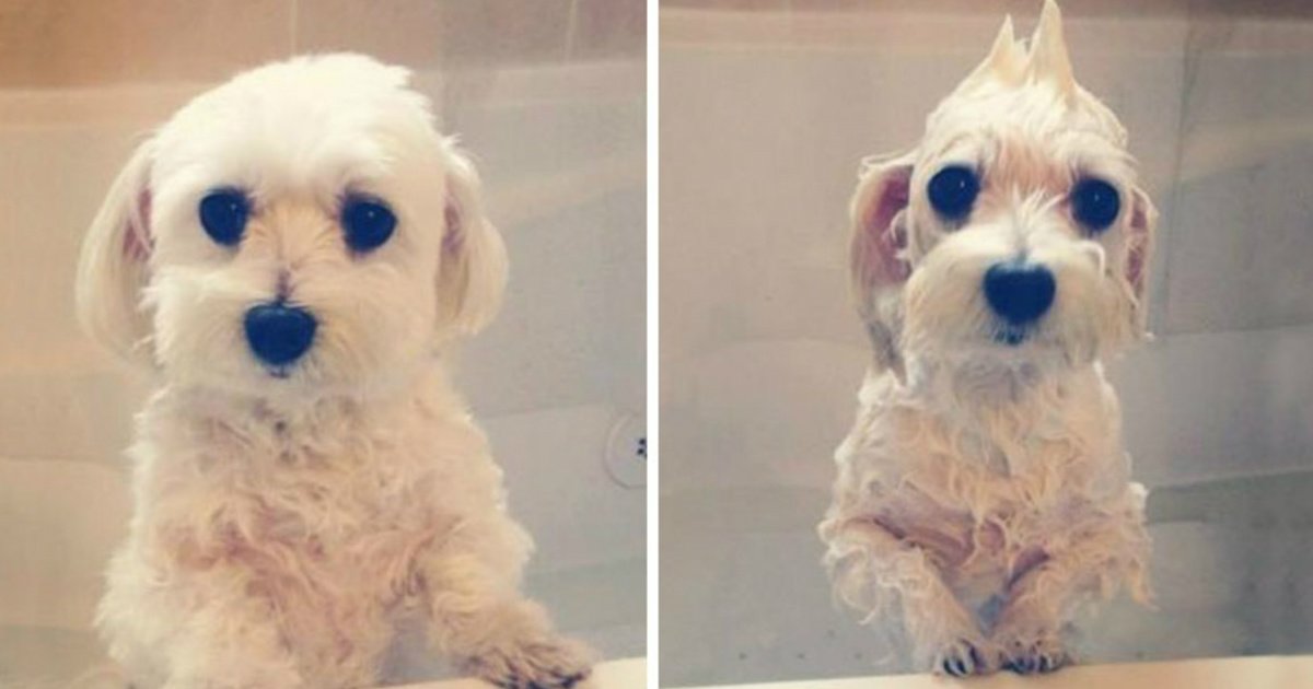 19 1.jpg?resize=636,358 - 20 Funny Photos of Dogs Before and After Bath Time