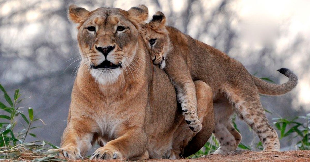 2 43.jpg?resize=412,232 - 25 Fotos de animales que prueban que no hay nada mejor que el amor de una madre