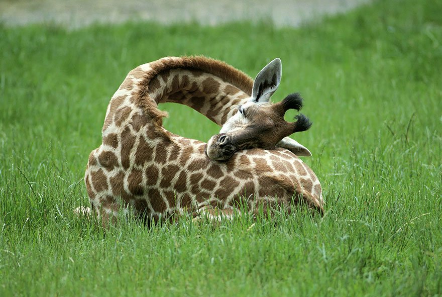 Image result for sleeping giraffe