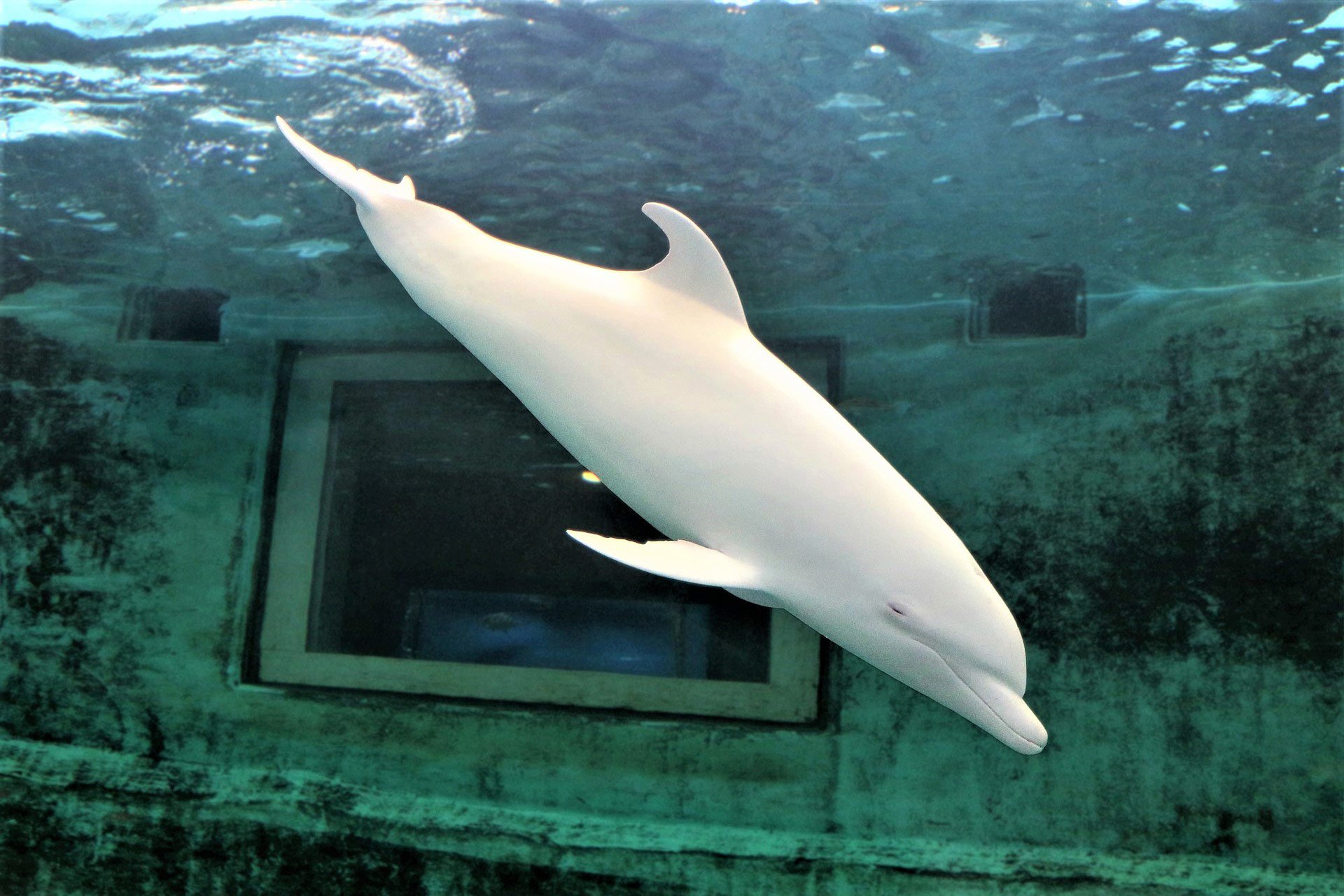 Resultado de imagen de delfin albino