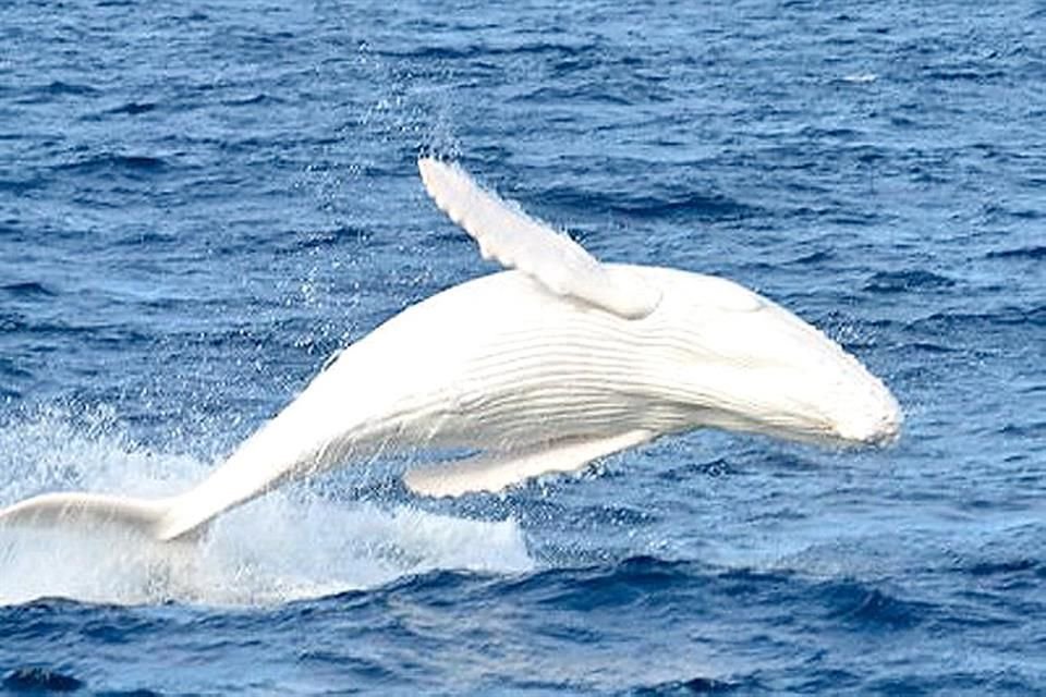 Resultado de imagen de ballena jorobada albina