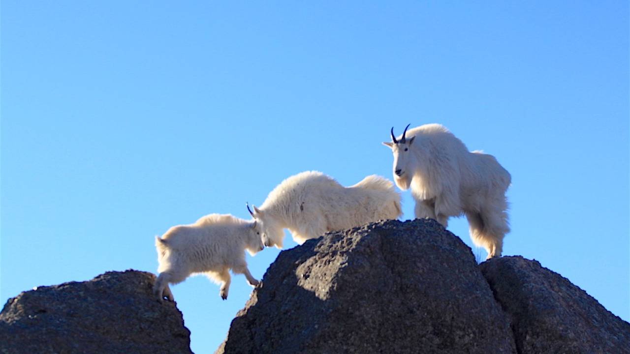 Resultado de imagen de goats hiking wear places
