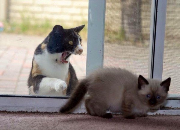 60 des chats adeptes de photobombing (ou l’art de faire foirer une photo) 20 des chats qui aimeraient bien quon leur ouvre ca fait une heure que jattends bordel f3307f2683043e82f9786e797664d3db 650x 600x435.jpg?resize=1200,630 - 60 des chats adeptes de photobombing (ou l’art de faire foirer une photo)