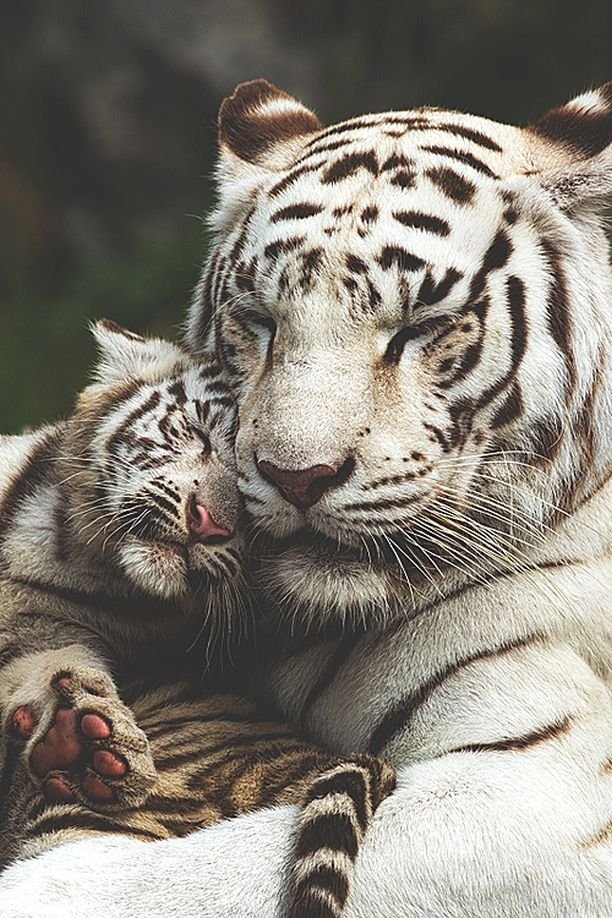 Image result for tiger love mom