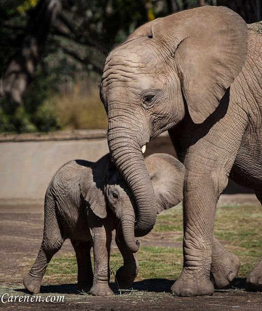 Image result for love mom elephant