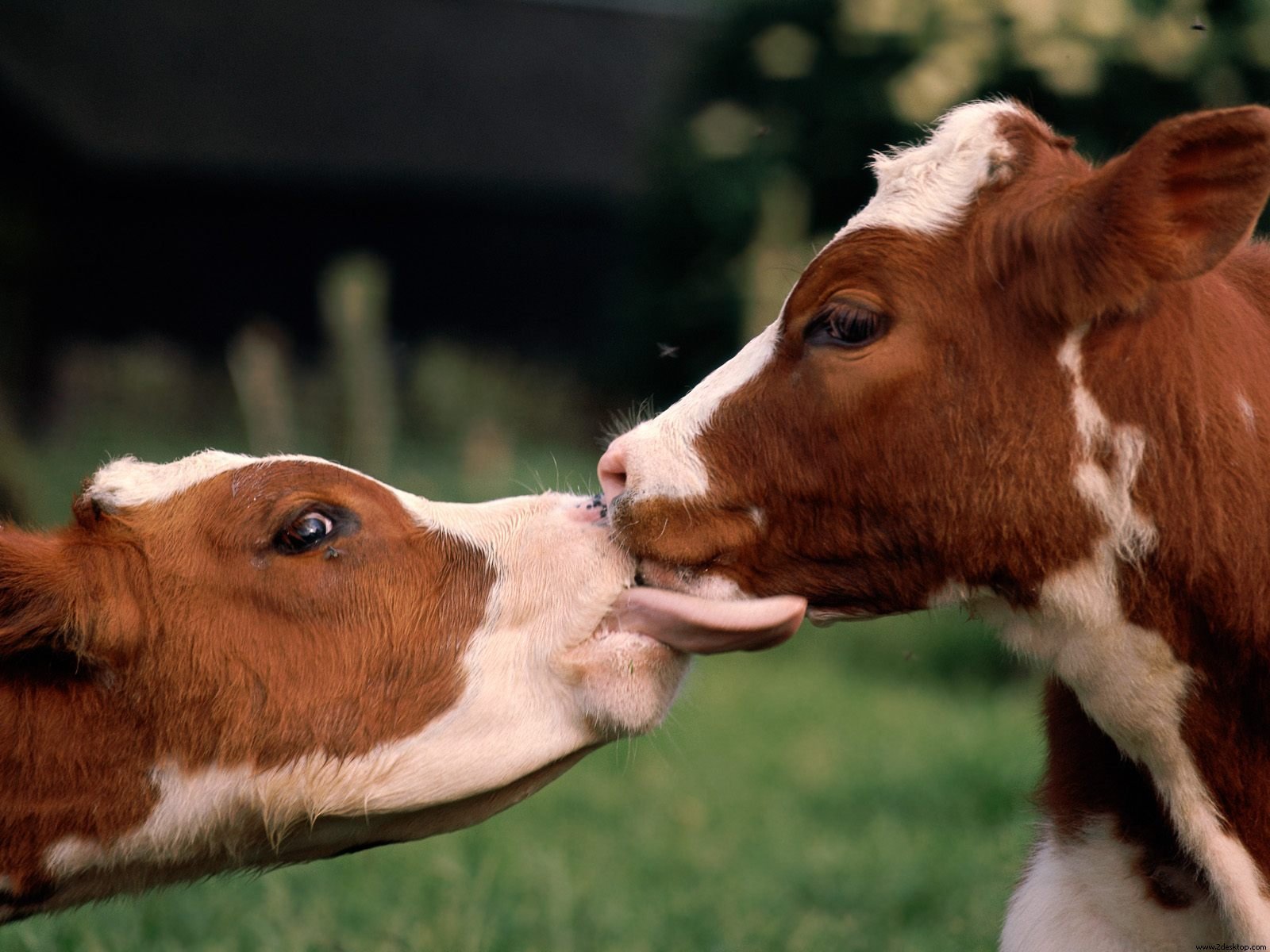 Image result for love cows