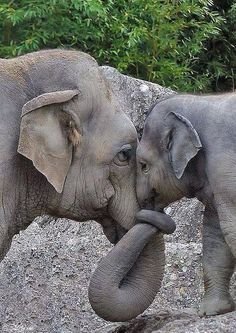 Image result for elephant love mom