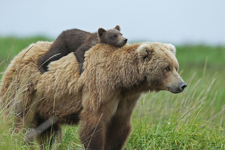 Image result for mom bear