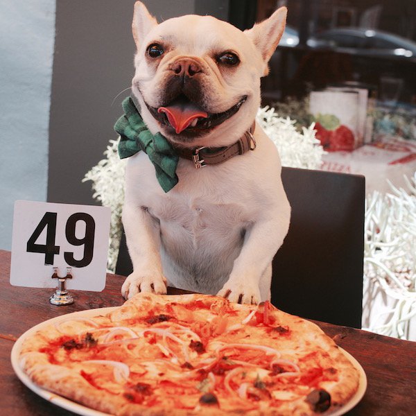 Image result for dog with a pizza
