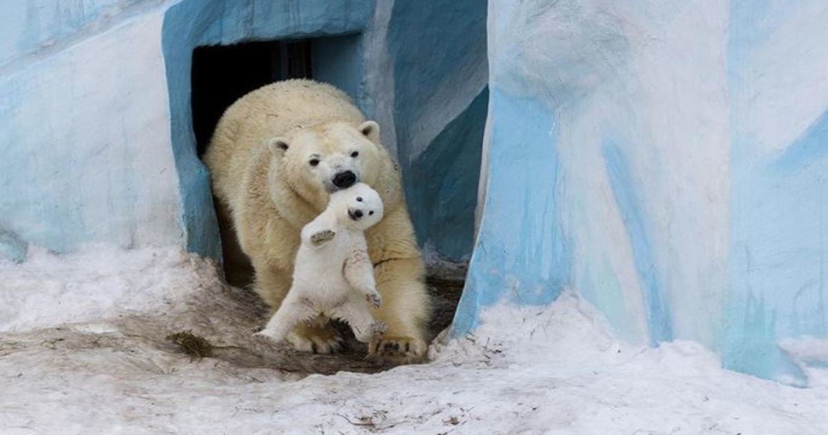 3 136.jpg?resize=412,275 - 25+ Most Emotional Moments Of Parents In The Animal Kingdom.
