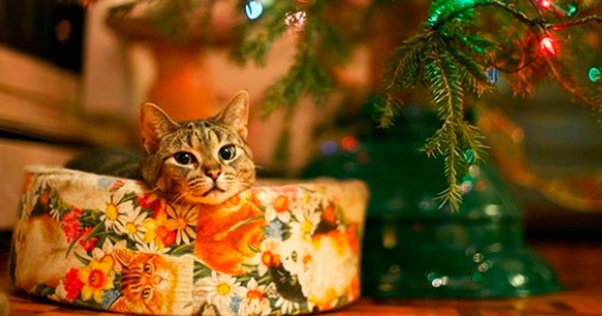 3 158.jpg?resize=412,232 - 23 Fotos que prueban que a los animales les encanta la Navidad