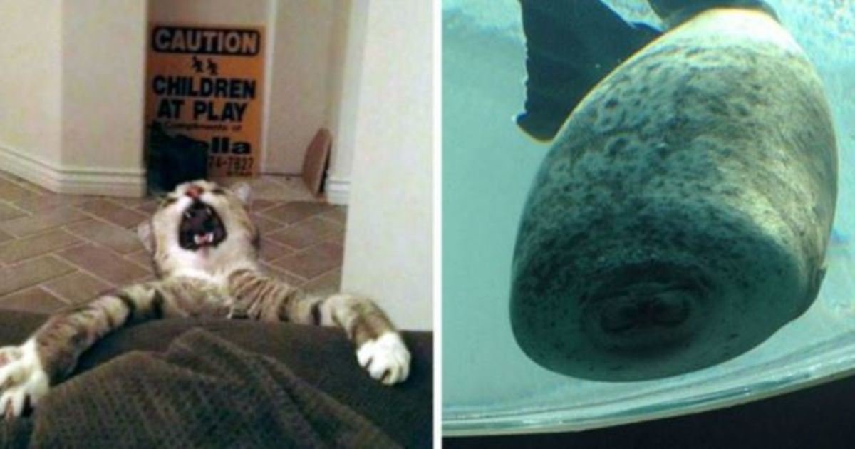 3 329.jpg?resize=1200,630 - 35 Hilarious Animal Fails That Will Have You Laughing Way Harder Than You Should