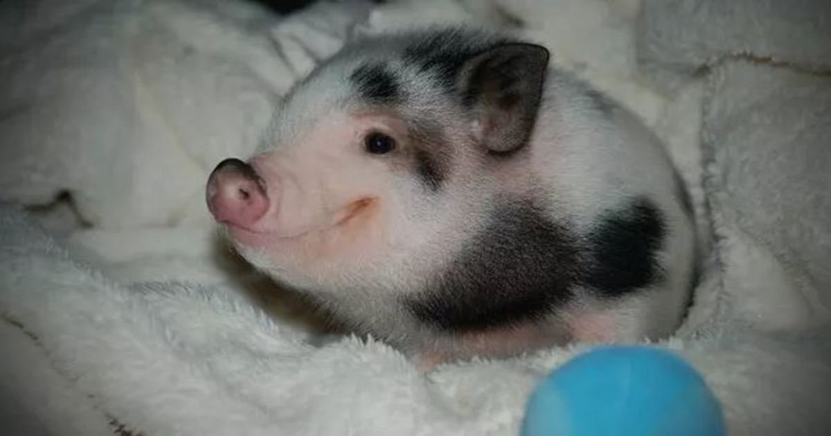 3 60.jpg?resize=412,232 - 31 Super Cute Pigs That Will Melt Your Heart