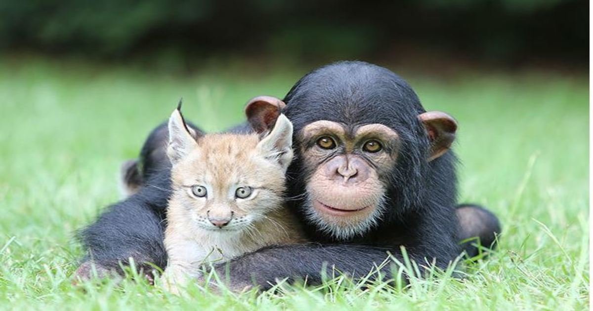 4 122.jpg?resize=412,232 - 25 Photos Of Unusual Animal Friendships That Will Put A Smile On Your Face.