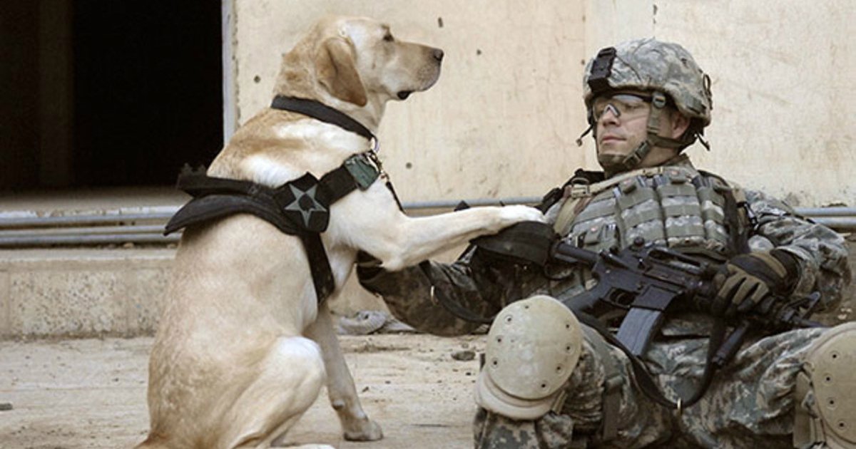 5 74.jpg?resize=412,232 - 28 Powerful Photos of Service Dogs in Action That Prove Why They're Man's Best Friend