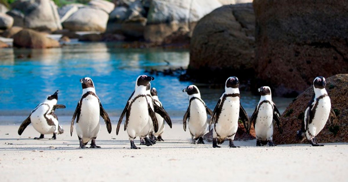 5 90.jpg?resize=412,232 - 20 Fotografías que demuestran que no hay nada mejor que un pingüino