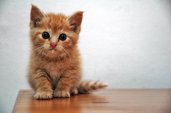 50 Des Bebes Animaux Les Plus Mignons De L Histoire De La Mignoncite Small Joys