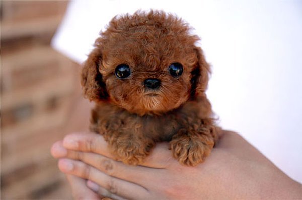 50 Des Bebes Animaux Les Plus Mignons De L Histoire De La Mignoncite Small Joys 50 Des Bebes Animaux Les Plus Mignons De L Histoire De La Mignoncite Small Joys