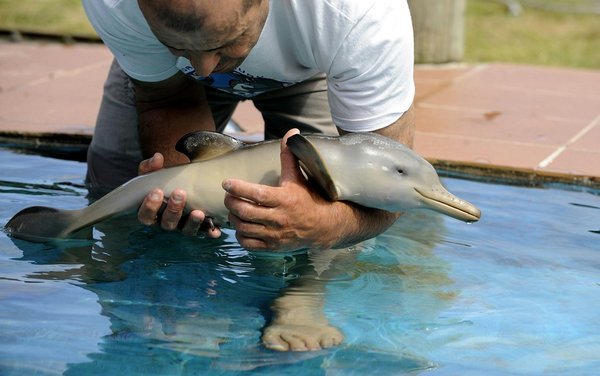 50 Des Bebes Animaux Les Plus Mignons De L Histoire De La Mignoncite Small Joys 50 Des Bebes Animaux Les Plus Mignons De L Histoire De La Mignoncite Small Joys