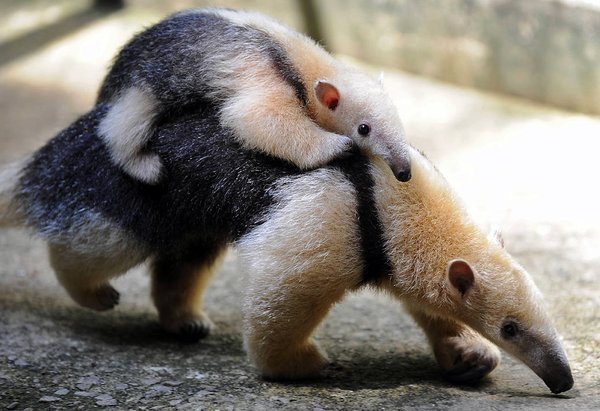 50 Des Bebes Animaux Les Plus Mignons De L Histoire De La Mignoncite Small Joys