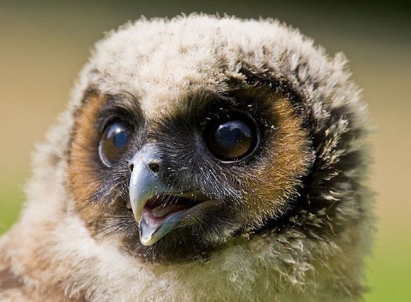 50 Des Bebes Animaux Les Plus Mignons De L Histoire De La Mignoncite Small Joys