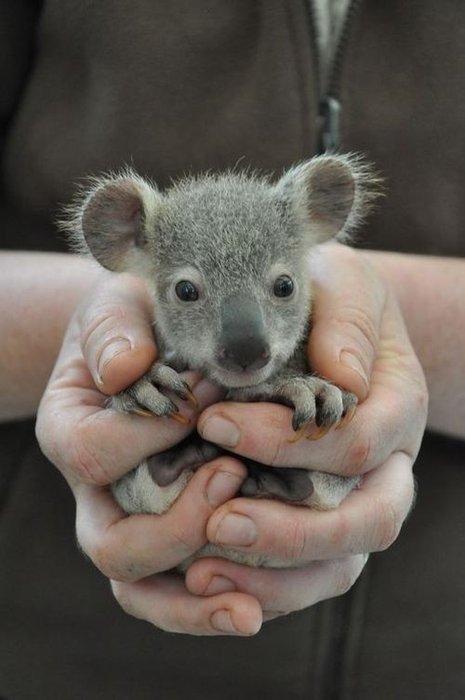 bebe_koala