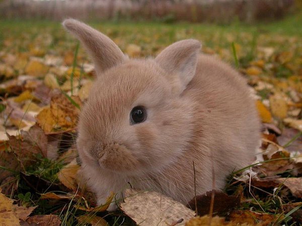 50 Des Bebes Animaux Les Plus Mignons De L Histoire De La Mignoncite Small Joys