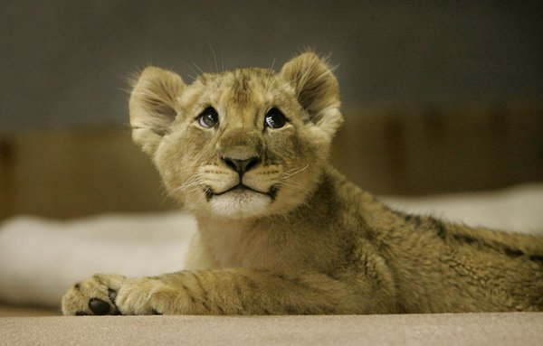 50 Des Bebes Animaux Les Plus Mignons De L Histoire De La Mignoncite Small Joys