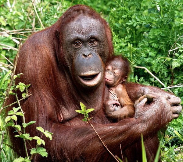 bebe_orangutan