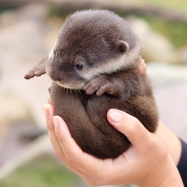 50 Des Bebes Animaux Les Plus Mignons De L Histoire De La Mignoncite Small Joys 50 Des Bebes Animaux Les Plus Mignons De L Histoire De La Mignoncite Small Joys