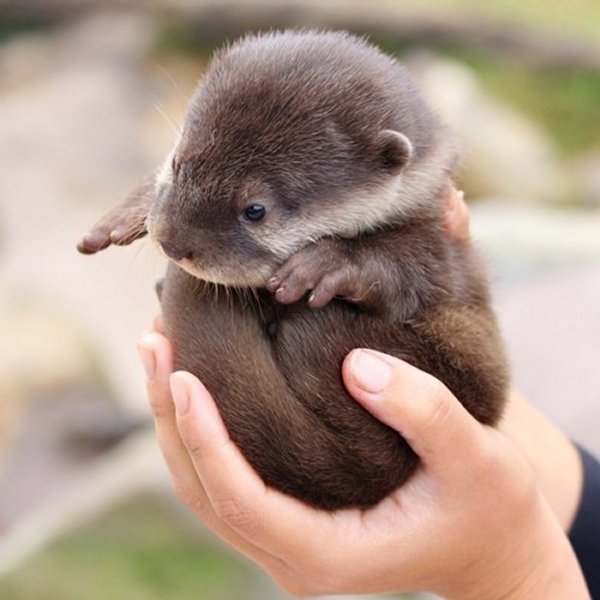 50 Des Bebes Animaux Les Plus Mignons De L Histoire De La Mignoncite Small Joys