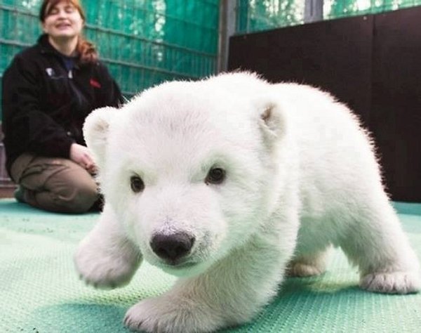 50 Des Bebes Animaux Les Plus Mignons De L Histoire De La Mignoncite Small Joys