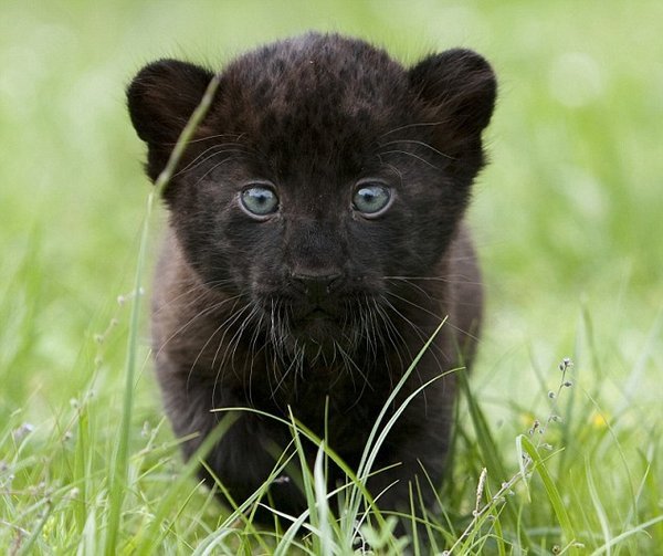 50 Des Bebes Animaux Les Plus Mignons De L Histoire De La Mignoncite Small Joys