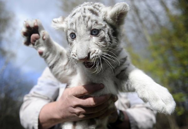 50 Des Bebes Animaux Les Plus Mignons De L Histoire De La Mignoncite Small Joys 50 Des Bebes Animaux Les Plus Mignons De L Histoire De La Mignoncite Small Joys