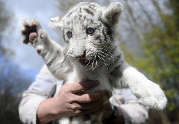 50 Des Bebes Animaux Les Plus Mignons De L Histoire De La Mignoncite Small Joys