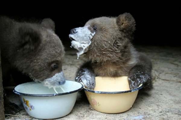 50 des bebes animaux les plus mignons de lhistoire de la mignoncite ours 600x400.jpg?resize=412,275 - 50 des bébés animaux les plus mignons de l’histoire de la mignoncité