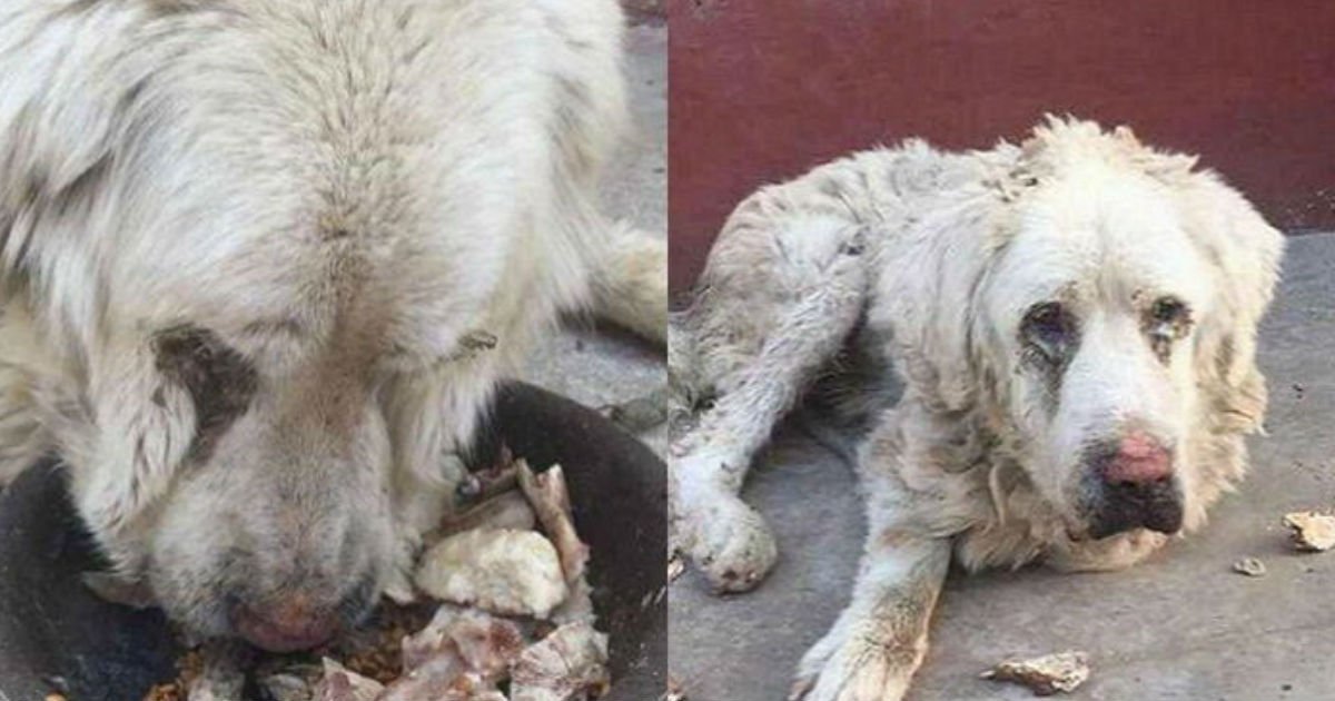 元飼い主に捨てられた犬に初めて 餌 をくれた少女と犬の表情 Hachibachi